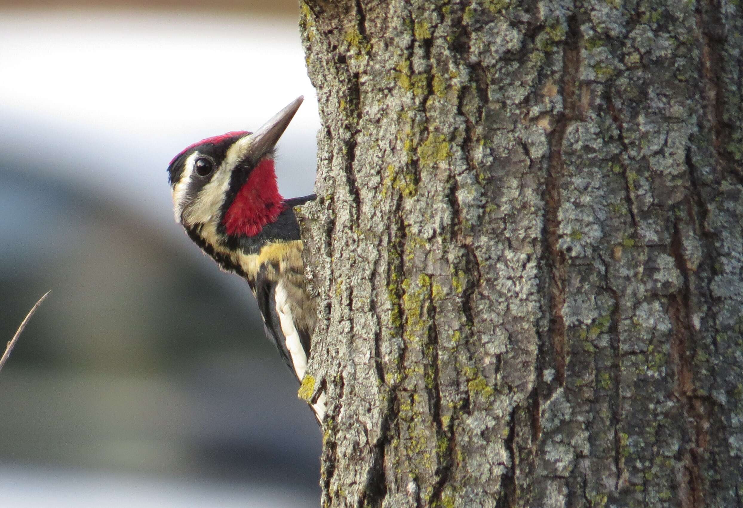 Image of Sapsucker