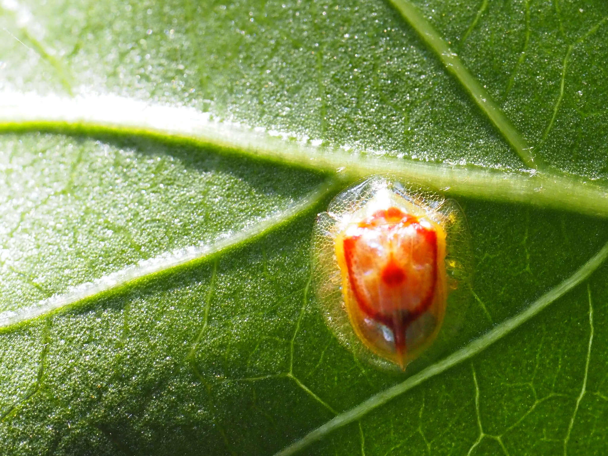 Plancia ëd Charidotella (Xenocassis) amoena (Boheman 1855)