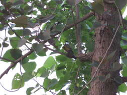 Image of Light-vented Bulbul