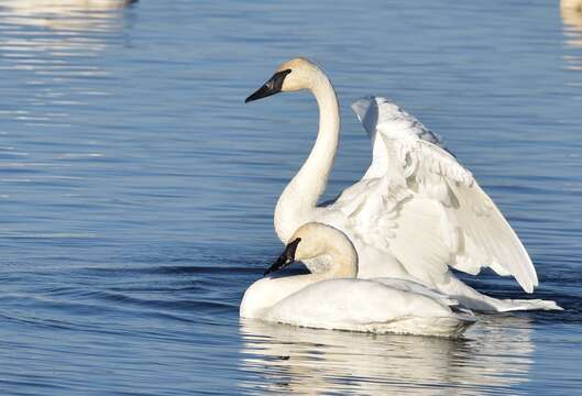 Image of Trumpeter Swan