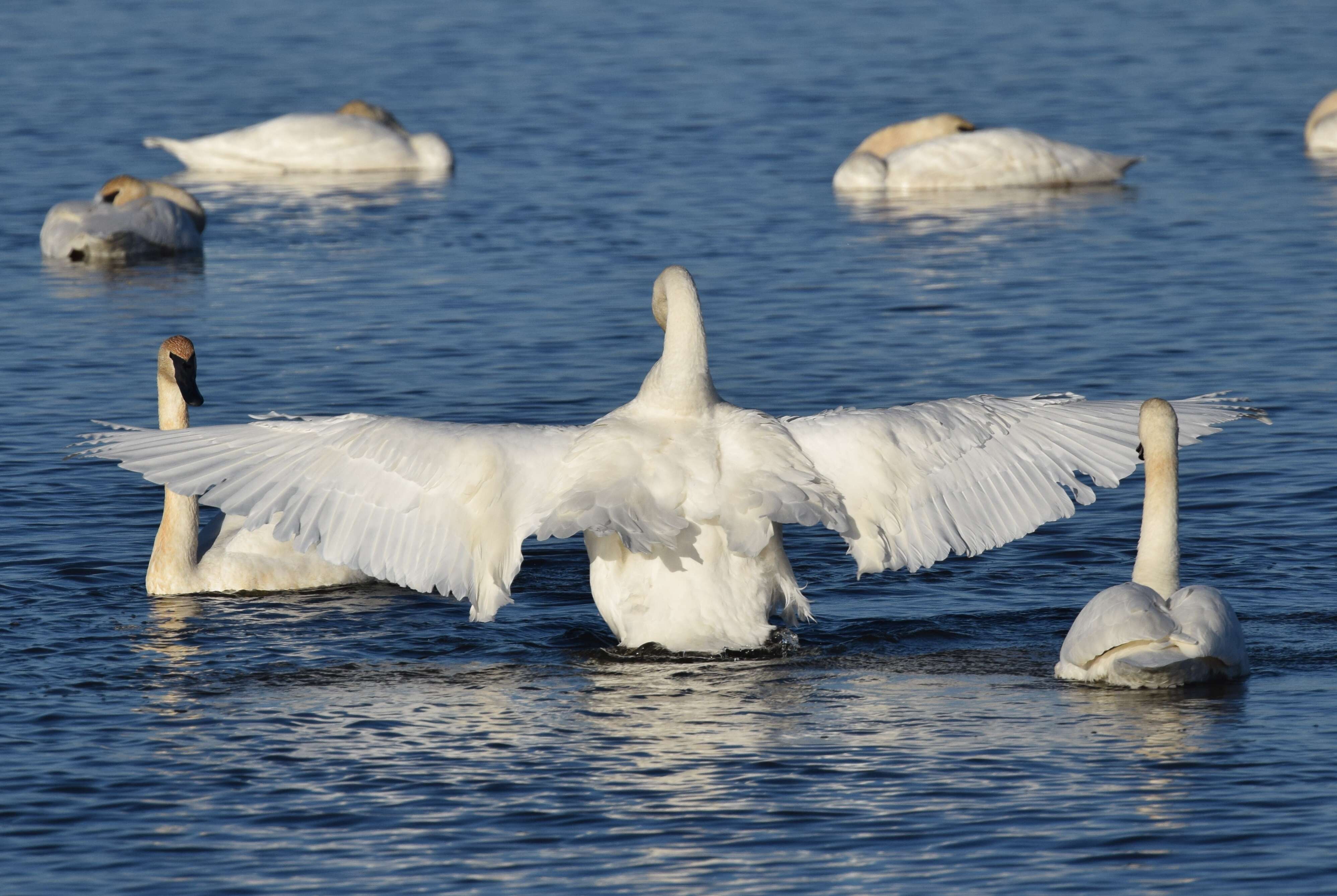 Image of Trumpeter Swan