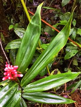 Image of Renealmia sessilifolia Gagnep.