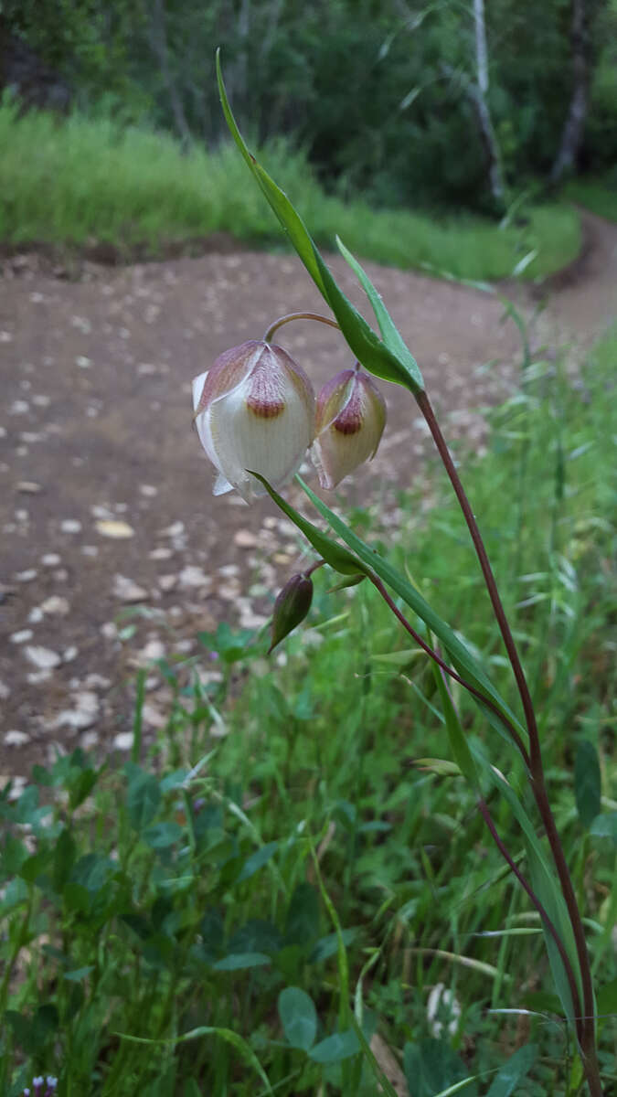 Image of White fairy-lantern