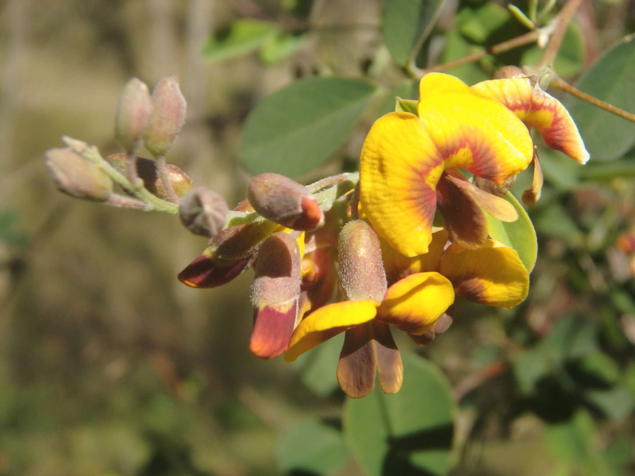 Image of Goodia medicaginea F. Muell.