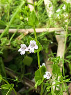 Clinopodium brownei (Sw.) Kuntze resmi