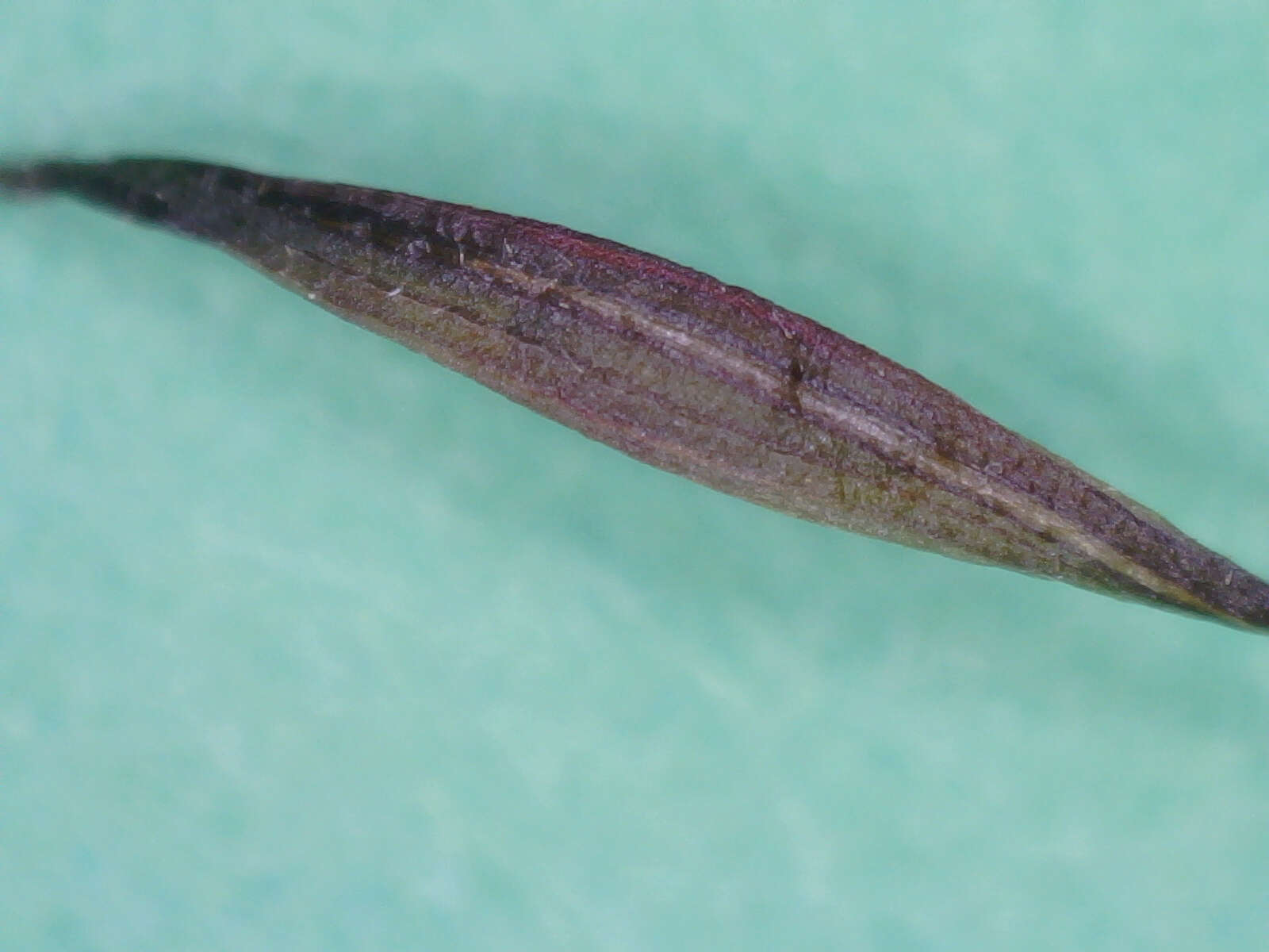 Image of Rhopalomyia pedicellata Felt 1908
