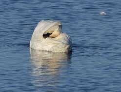 Image of Trumpeter Swan