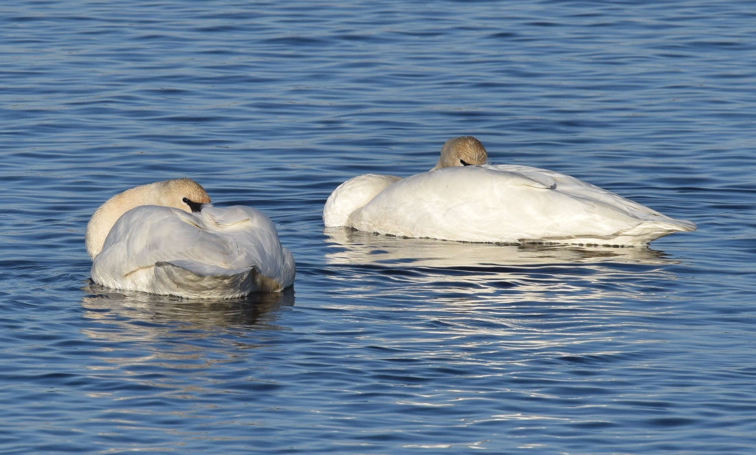 Image of Trumpeter Swan