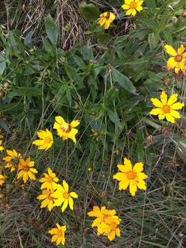 Image de Coreopsis pubescens Ell.