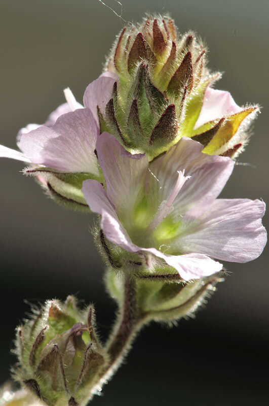 Image of chaparral checkerbloom