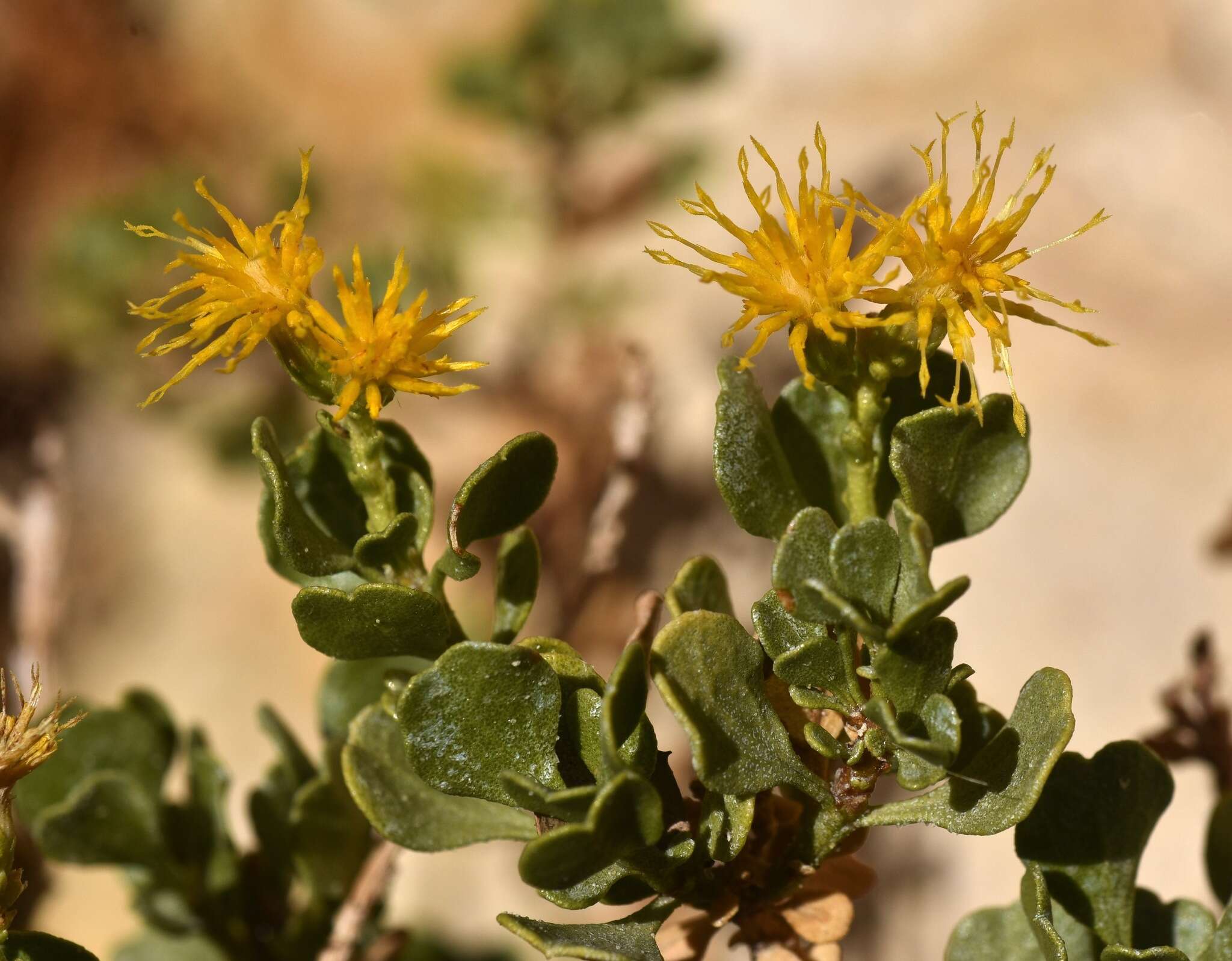 Image of cliff goldenbush