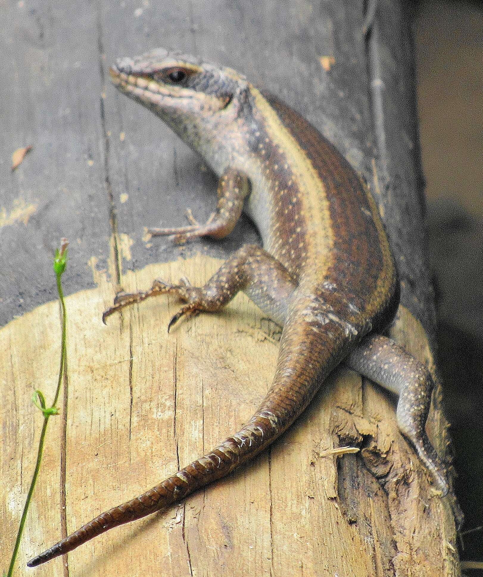 Image of Trachylepis striata (Peters 1844)