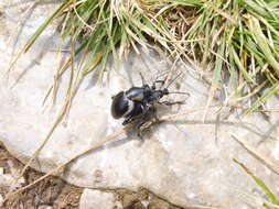 Otiorhynchus (Otiorhynchus) vehemens Boheman 1842 resmi