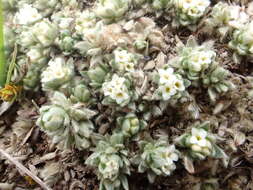 صورة Pimelea sericeovillosa subsp. pulvinaris (C. J. Burrows) C. J. Burrows