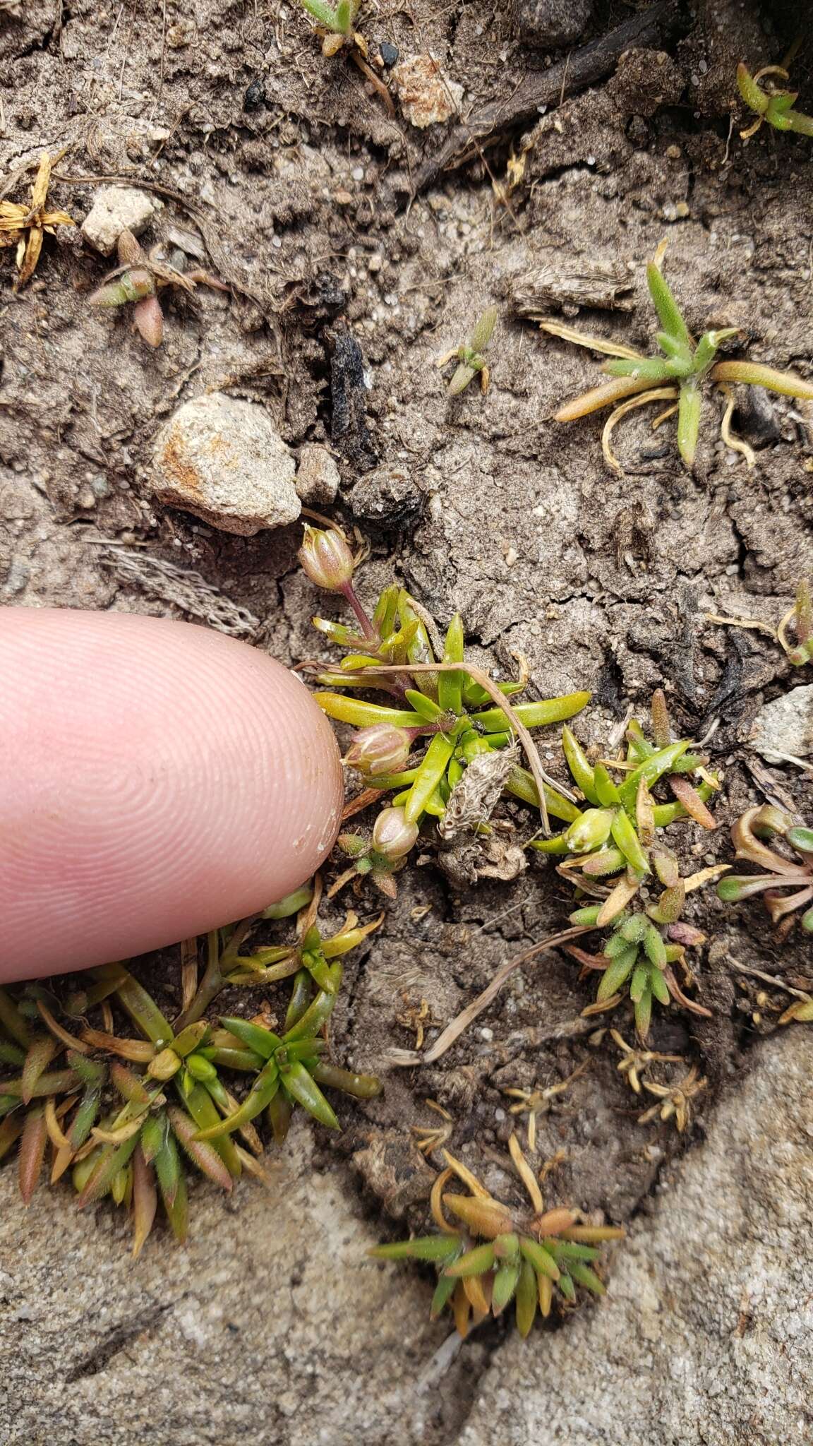 Image of stickystem pearlwort