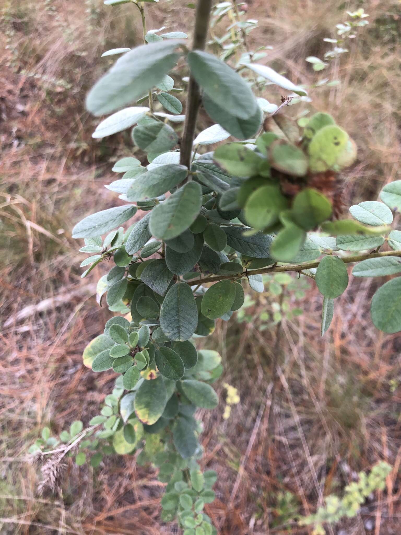 Image of Curtiss' lespedeza