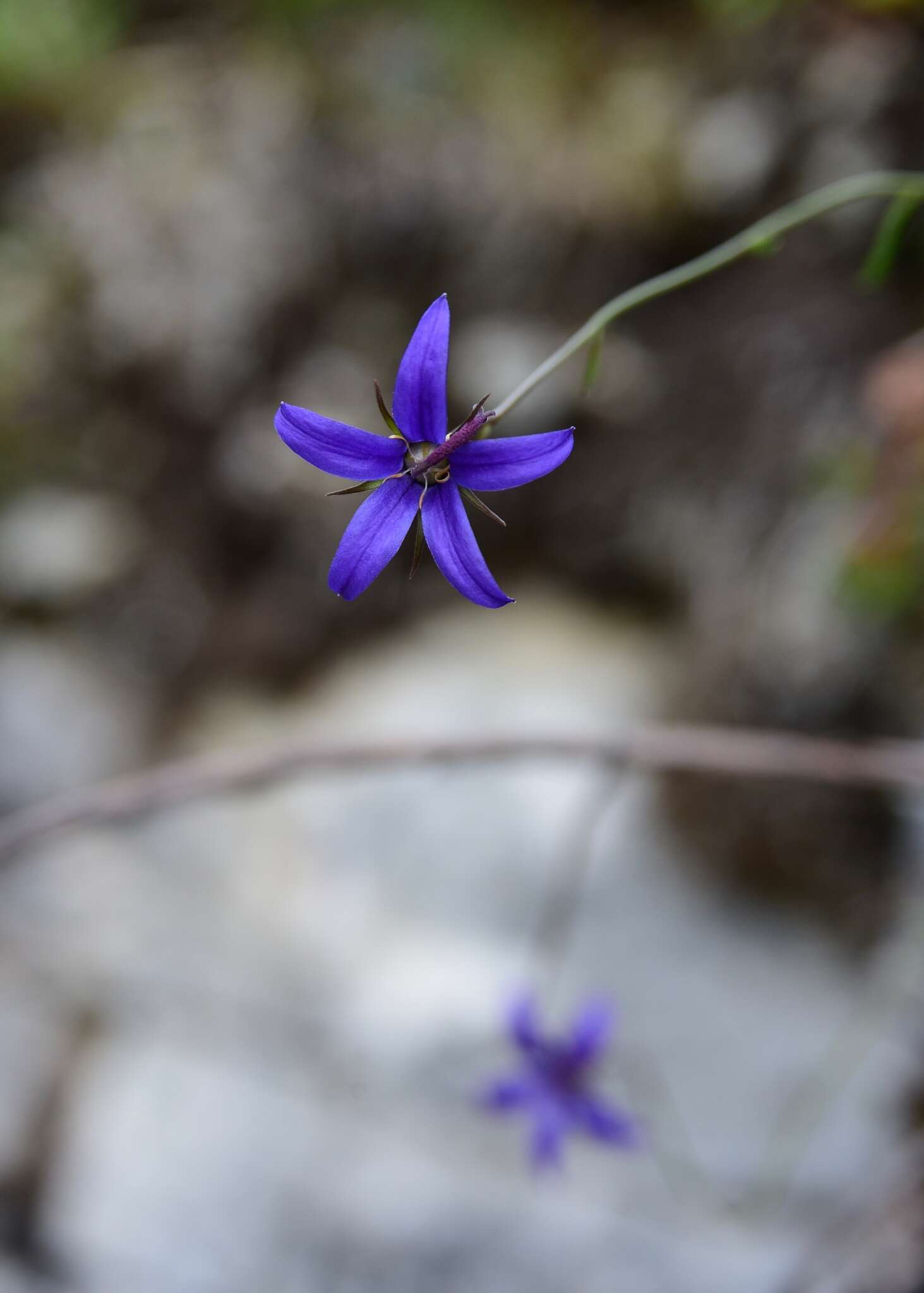 Sivun Campanula aurita Greene kuva