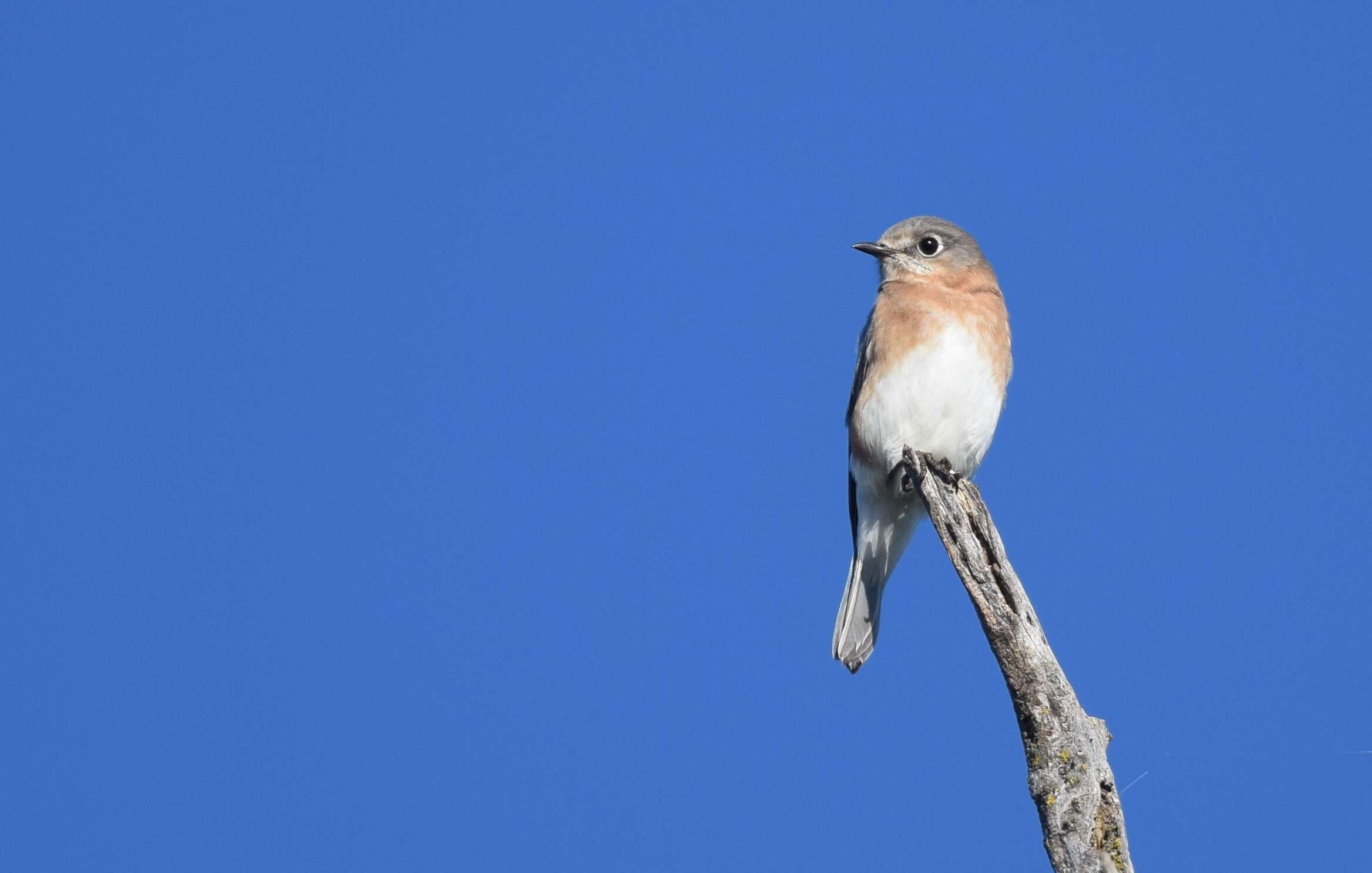 Image of Eastern Bluebird