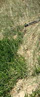 Image of pyp grass