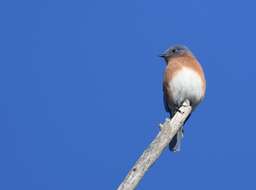 Image of Eastern Bluebird