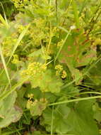 Image of Alchemilla devestiens Juz.