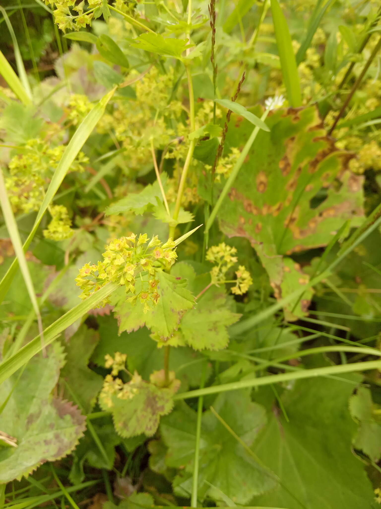 Image of Alchemilla devestiens Juz.