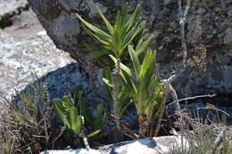 Image of Angraecum sororium Schltr.