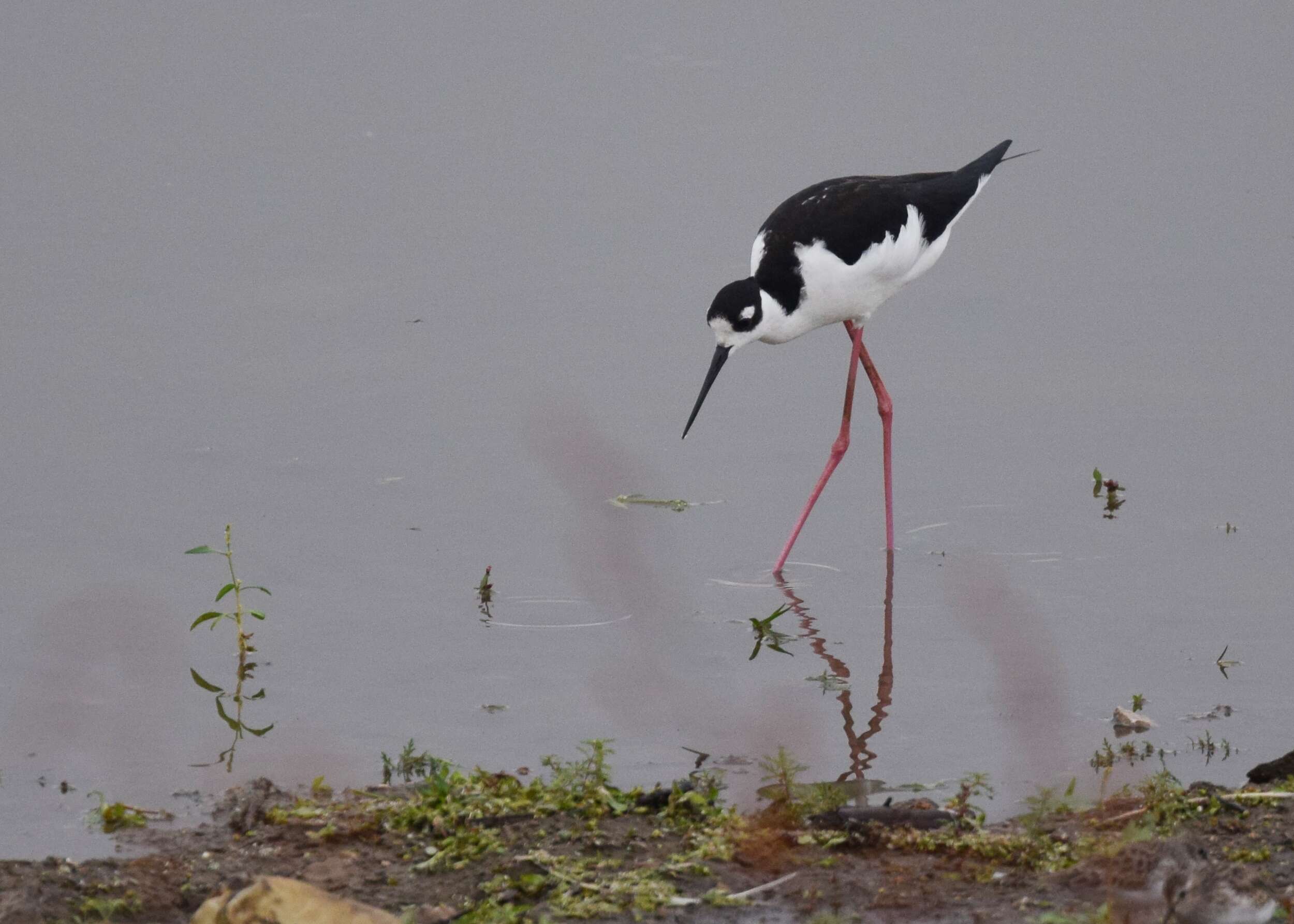 Image of Himantopus Brisson 1760