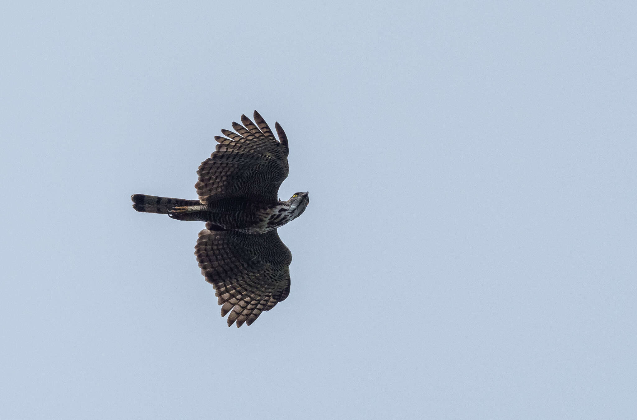 Nisaetus pinskeri (Preleuthner & Gamauf 1998) resmi