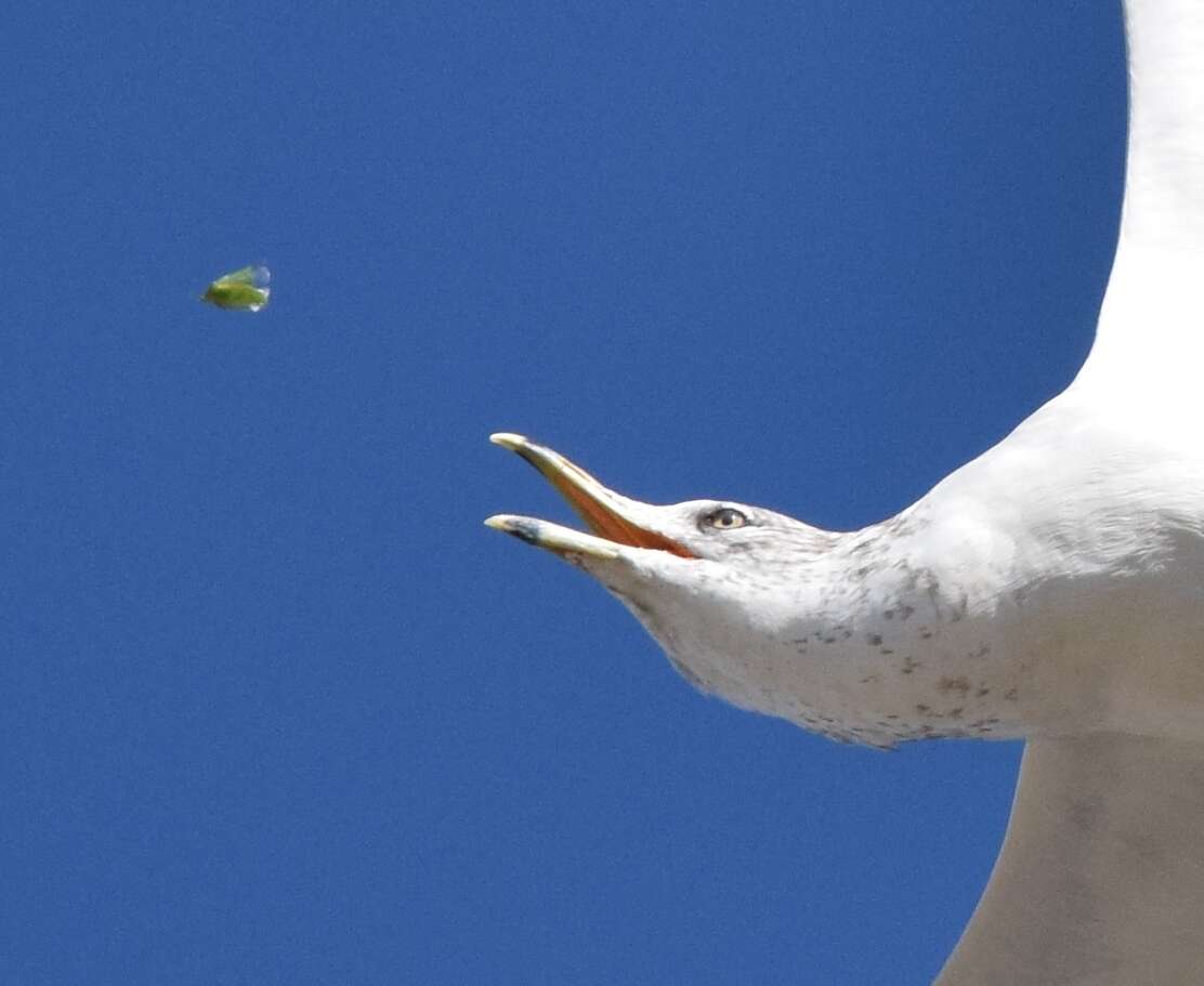 Image of stink bugs