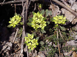 Image of Chrysosplenium macrostemon var. shiobarense (Franch.) Hara