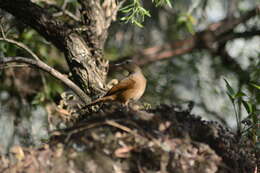 Image of Cocoa Thrush