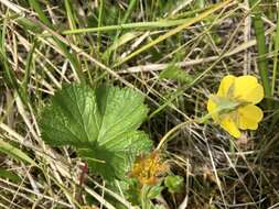 Image of Caltha-Leaf Avens