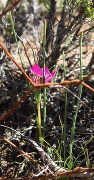 Image of Romulea atrandra var. atrandra