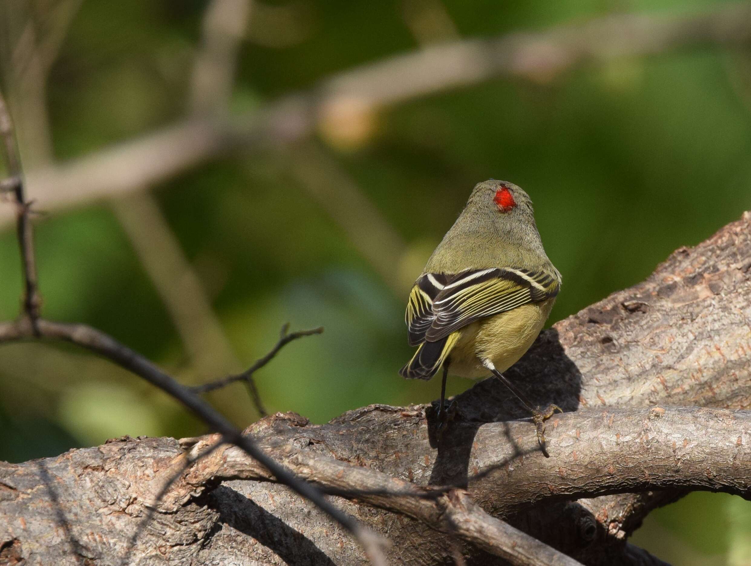 Image of goldcrests and kinglets