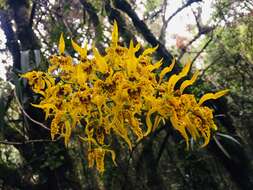 Image of Cyrtochilum auropurpureum (Rchb. fil.) Dalström