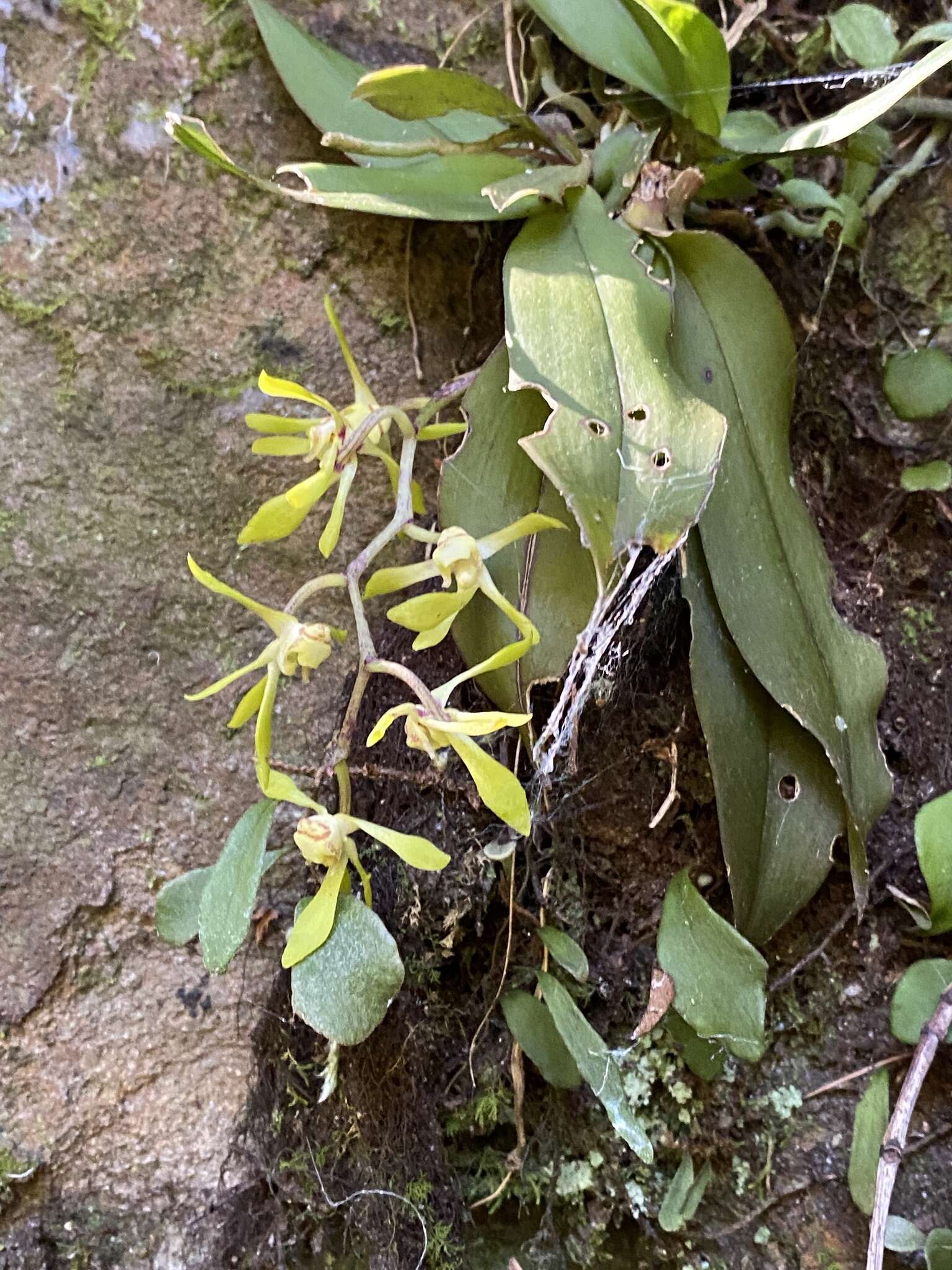 Image of Sarcochilus olivaceus Lindl.