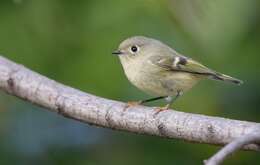 Image of goldcrests and kinglets