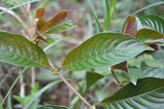 Image of Sabicea panamensis Wernham