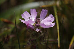 Image de Sidalcea calycosa subsp. rhizomata (Jeps.) S. R. Hill