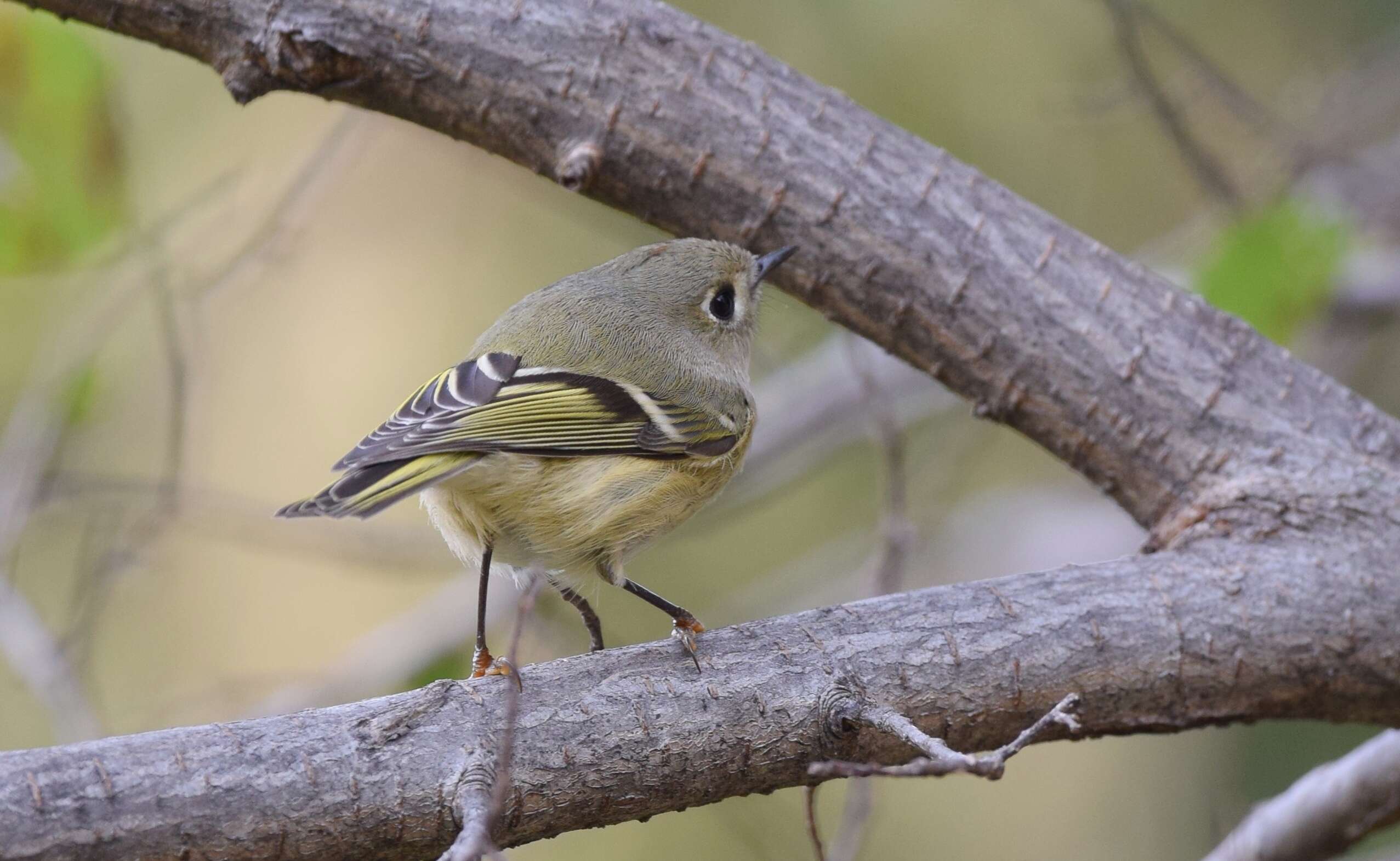 Image of goldcrests and kinglets