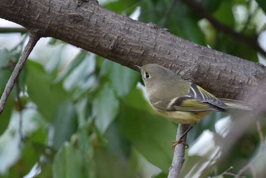 Image of goldcrests and kinglets