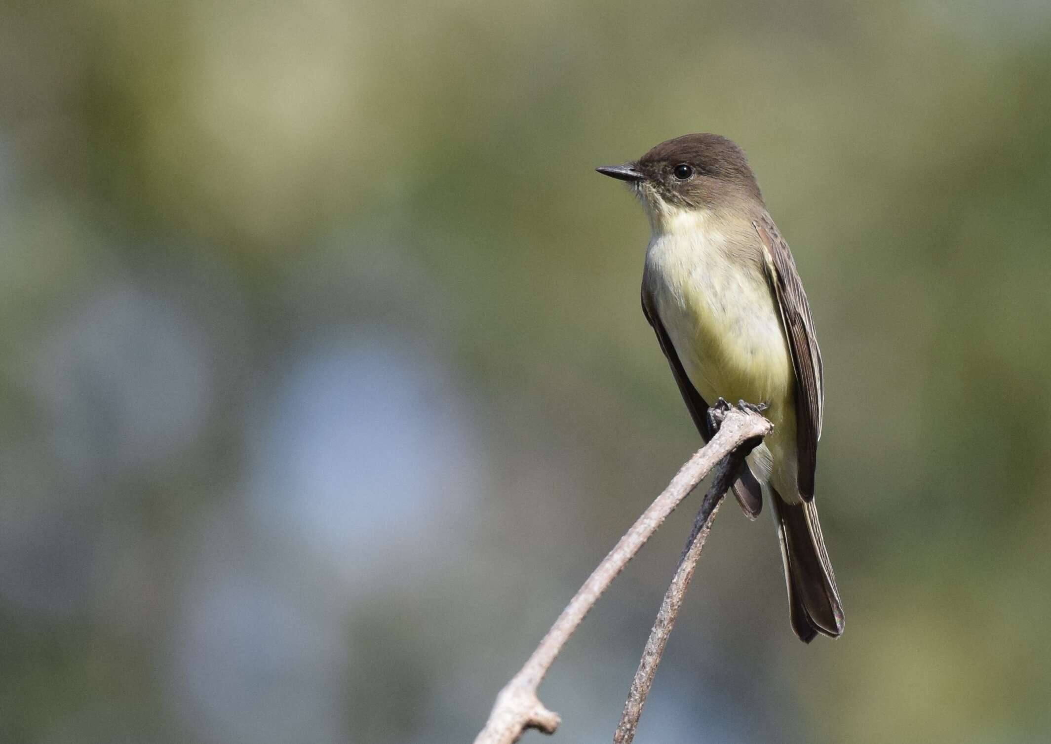 Image of Eastern Phoebe