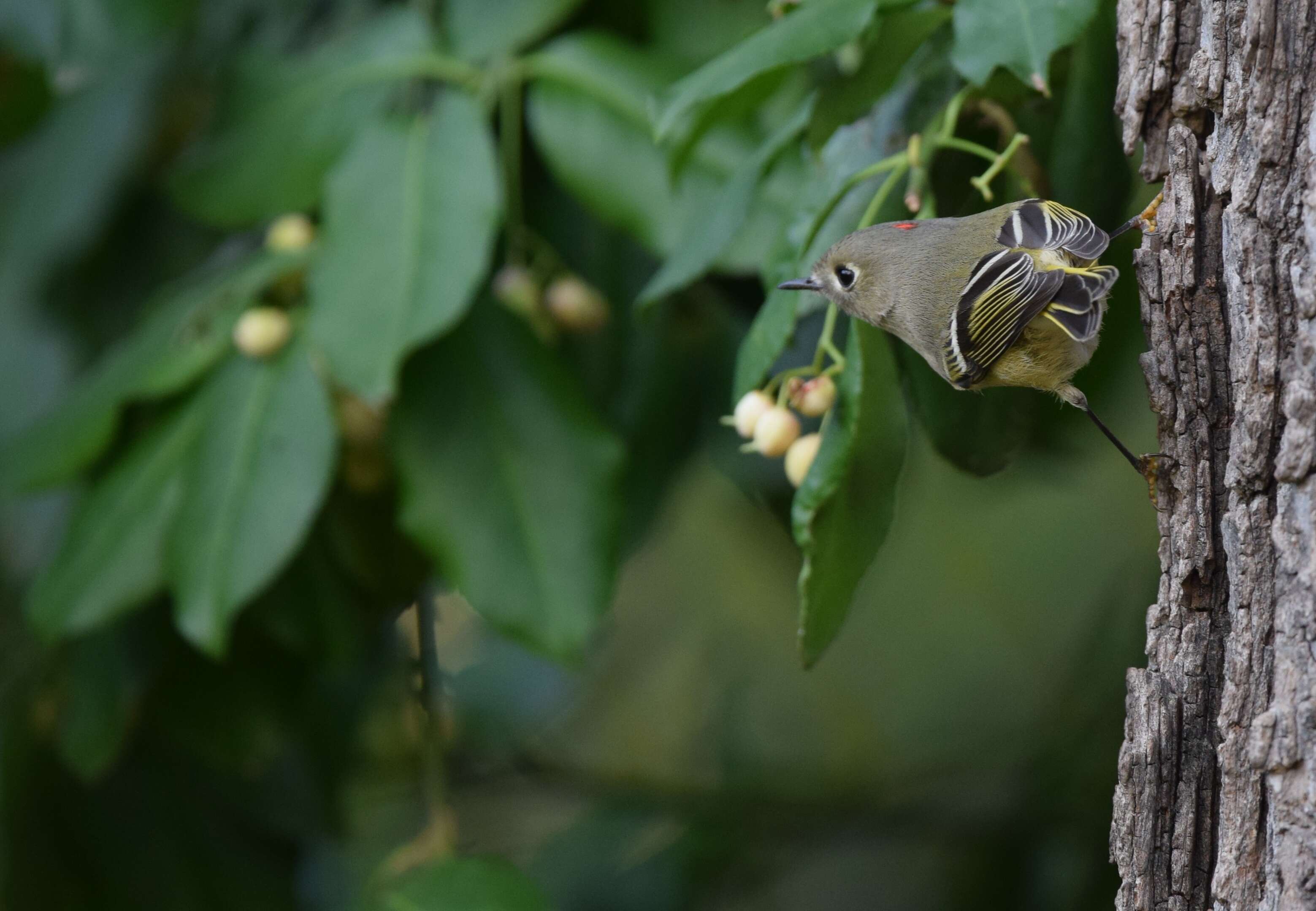 Image of goldcrests and kinglets