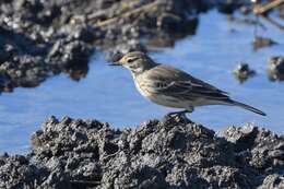 Image of American Pipit