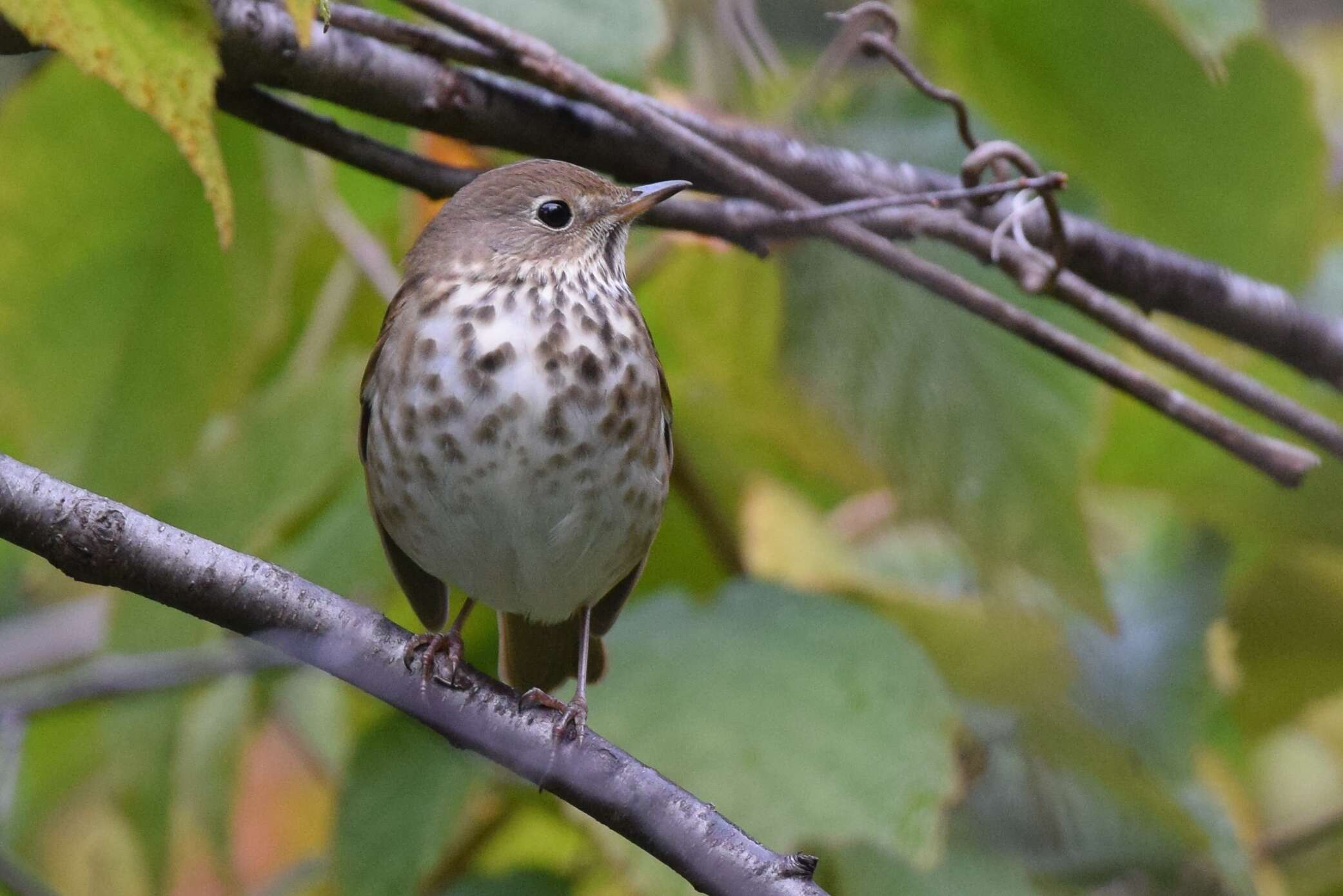 Image of Hermit Thrush