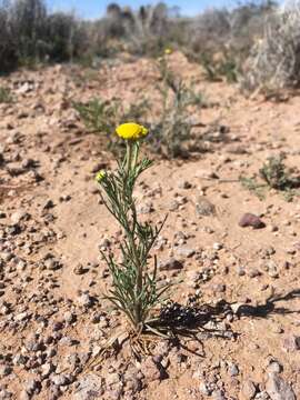 Image of bitter rubberweed