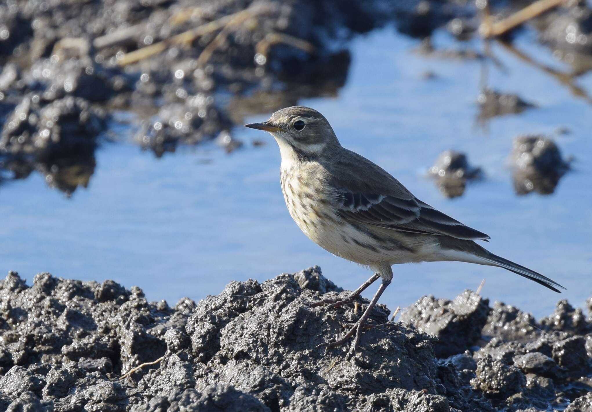 Image of American Pipit