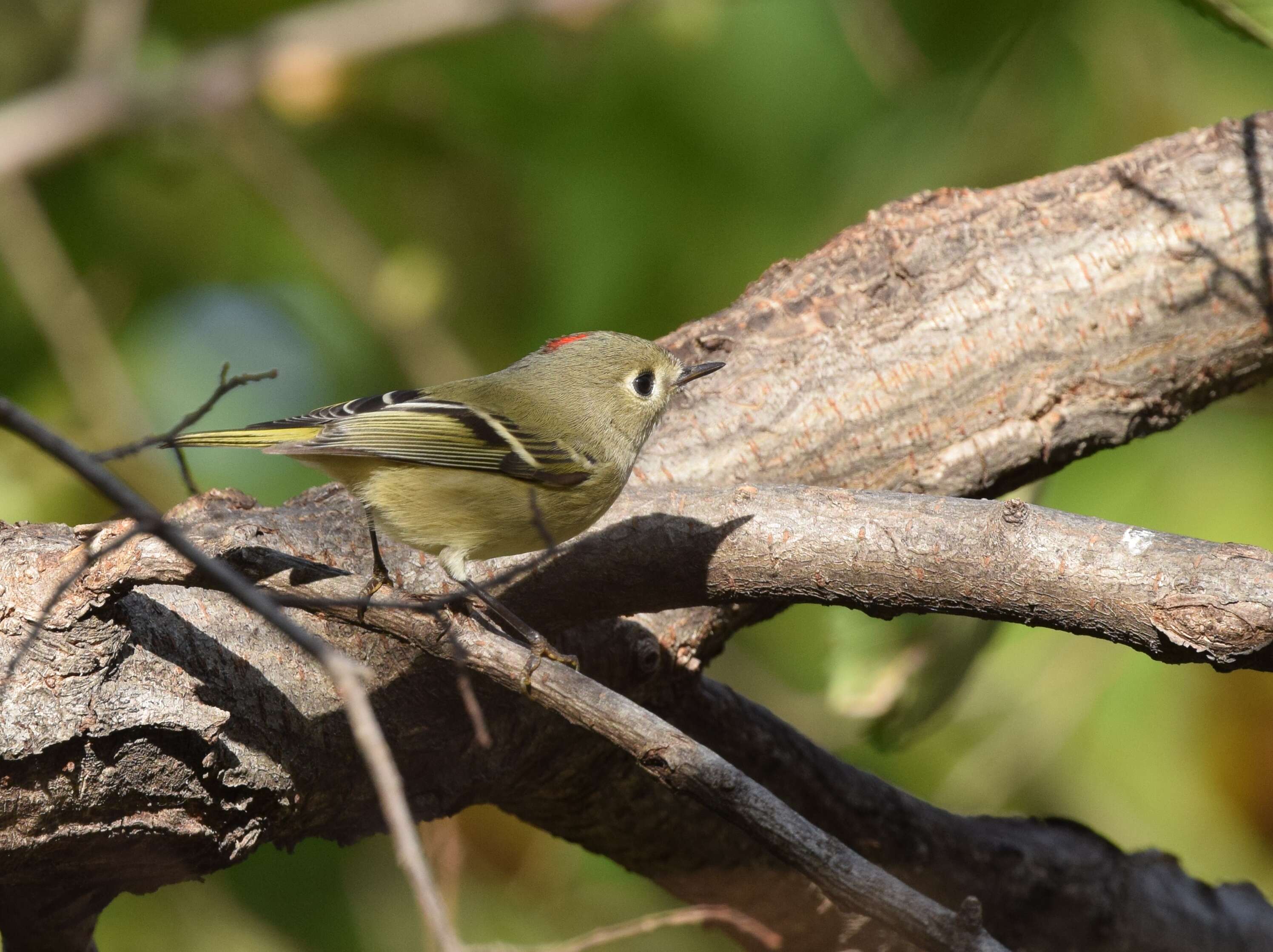 Image of goldcrests and kinglets