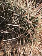 Image de Echinocereus coccineus subsp. coccineus